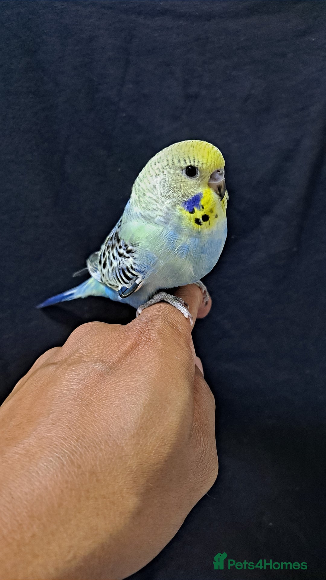 Budgerigars birds for sale: Silly hand tamed baby budgies for sale  - Image 1