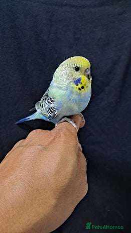 Budgerigars birds for sale - Advert 5