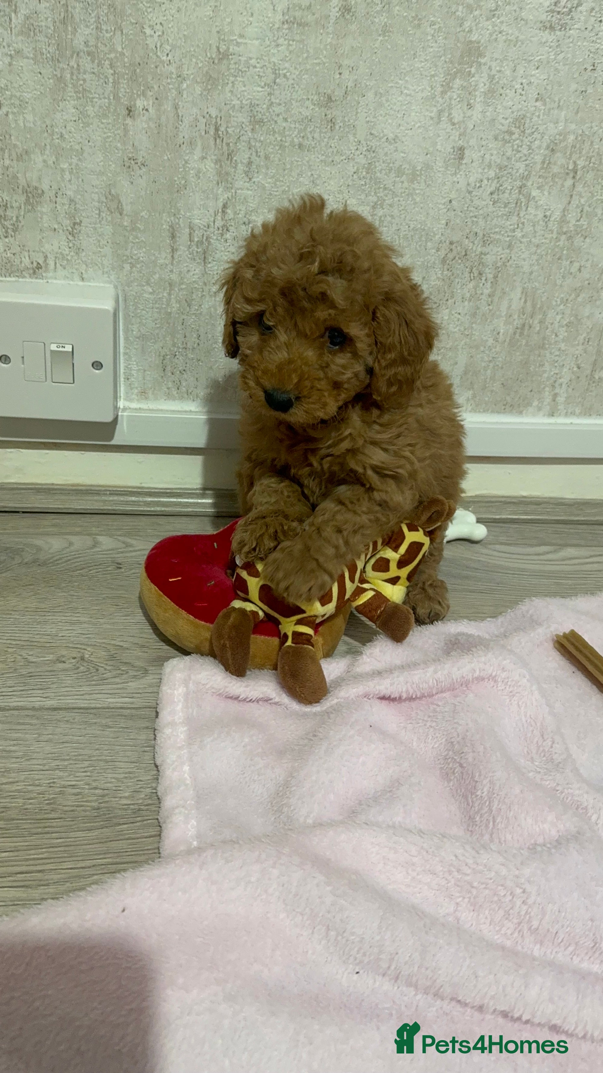 Cockapoo dogs Stunning cockapoo girl in Willenhall - Advert 5