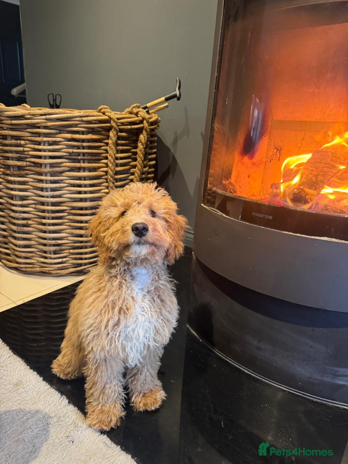 Cavapoo dogs gorgeous cavapoo puppy looking for new🏡 in Lanark - Advert 12