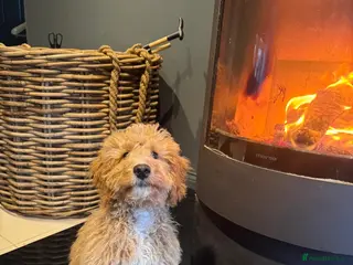 Cavapoo dogs gorgeous cavapoo puppy looking for new🏡 in Lanark - Advert 12