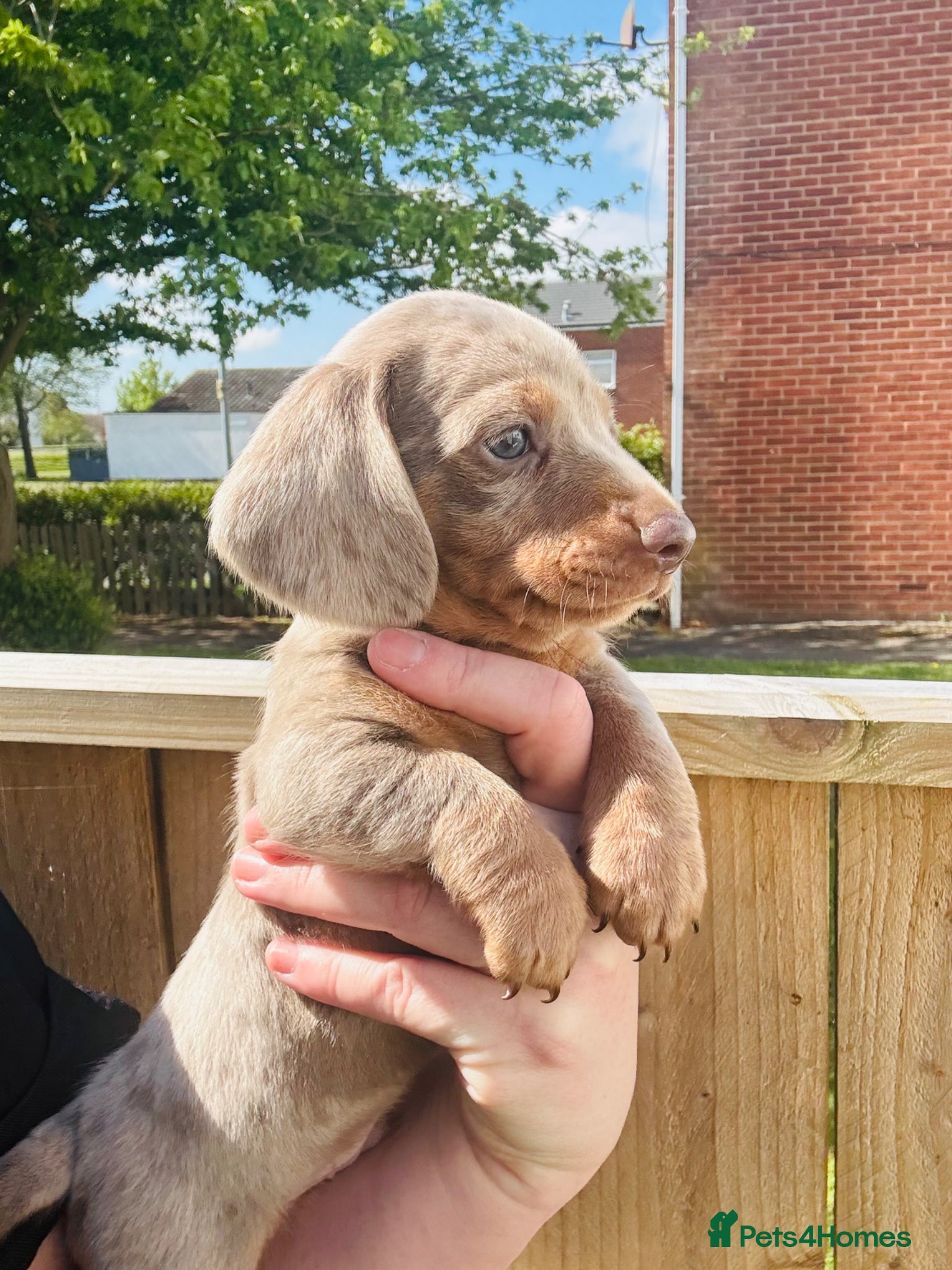 Miniature Dachshund dogs Miniature dachshund - Advert 13