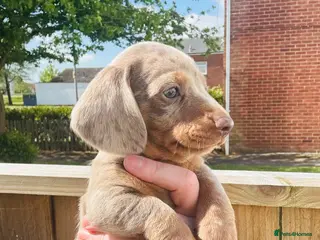 Miniature Dachshund dogs Miniature dachshund - Advert 13