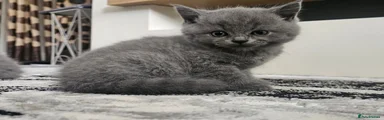 British Shorthair 2
