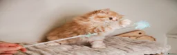 British Longhair cats for sale: VET BRED LAP CAT GCCF KITTENS NOW + WAITLIST - Advert 2