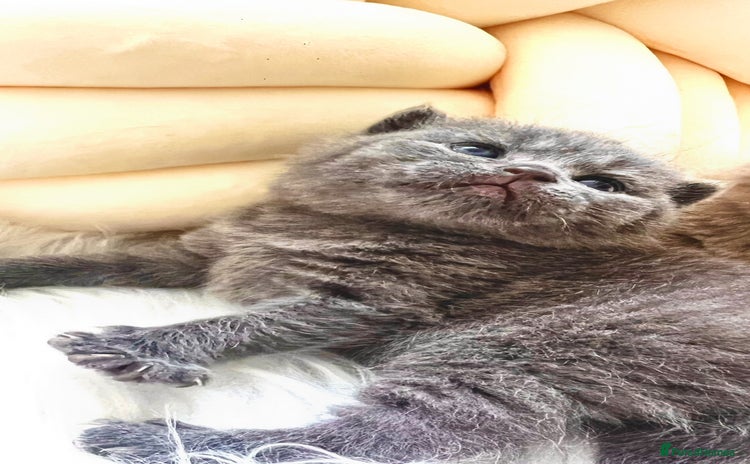 British Shorthair cats - Advert 16