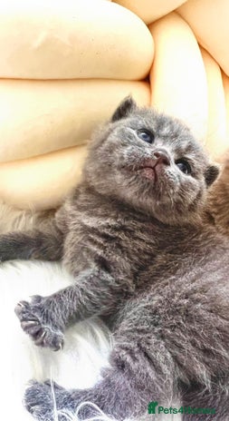 British Shorthair cats - Advert 8