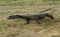 Staffordshire Bull Terrier dogs for sale: Staffordshire female for sale - Image 1