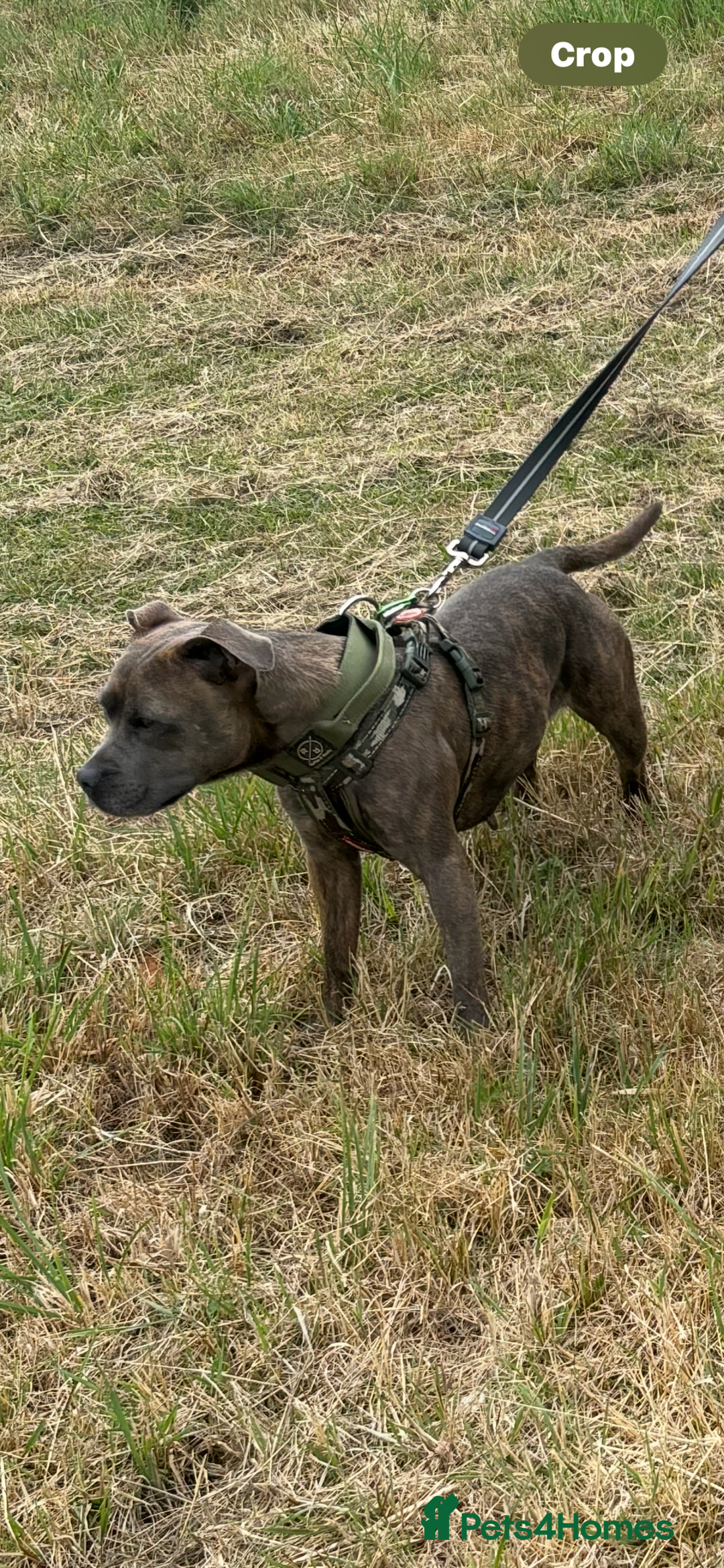 Staffordshire Bull Terrier dogs for sale: Staffordshire female for sale - Image 1