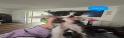 Mixed Breed cats for sale: Bengal Cross Kittens Ready for a Loving Home in Doncaster - Advert 7