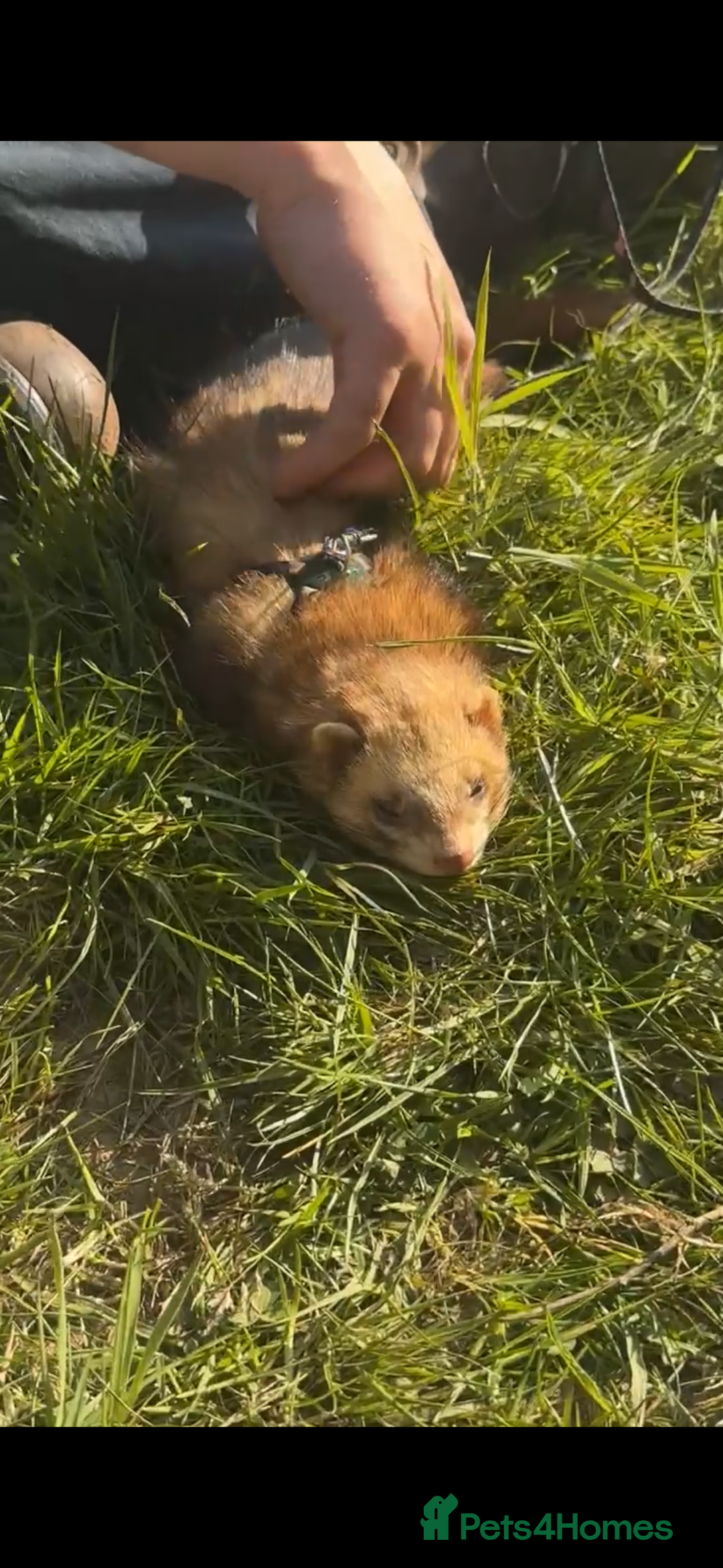 Ferret rodents for sale: Hob ferret - Image 6