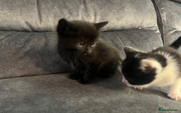 Turkish Angora cats for sale: Kittens ❤️ - Image 10
