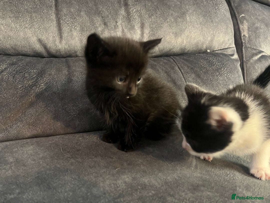 Turkish Angora cats for sale: Kittens ❤️ - Image 10