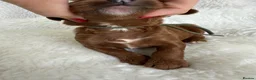 Mini Goldendoodle dogs for sale: Top quality, health tested multi gen DoubleDoodles - Advert 13