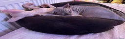 Sphynx cats for sale: Beautiful SphynxBoys Looking for the Perfect Home  - Advert 15