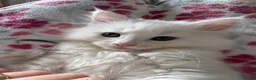 Munchkin cats for sale: Munchkin girls - Advert 14