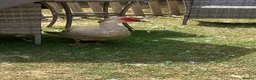 Ducks poultry for sale: Muscovy Drake for re homing  - Advert 3