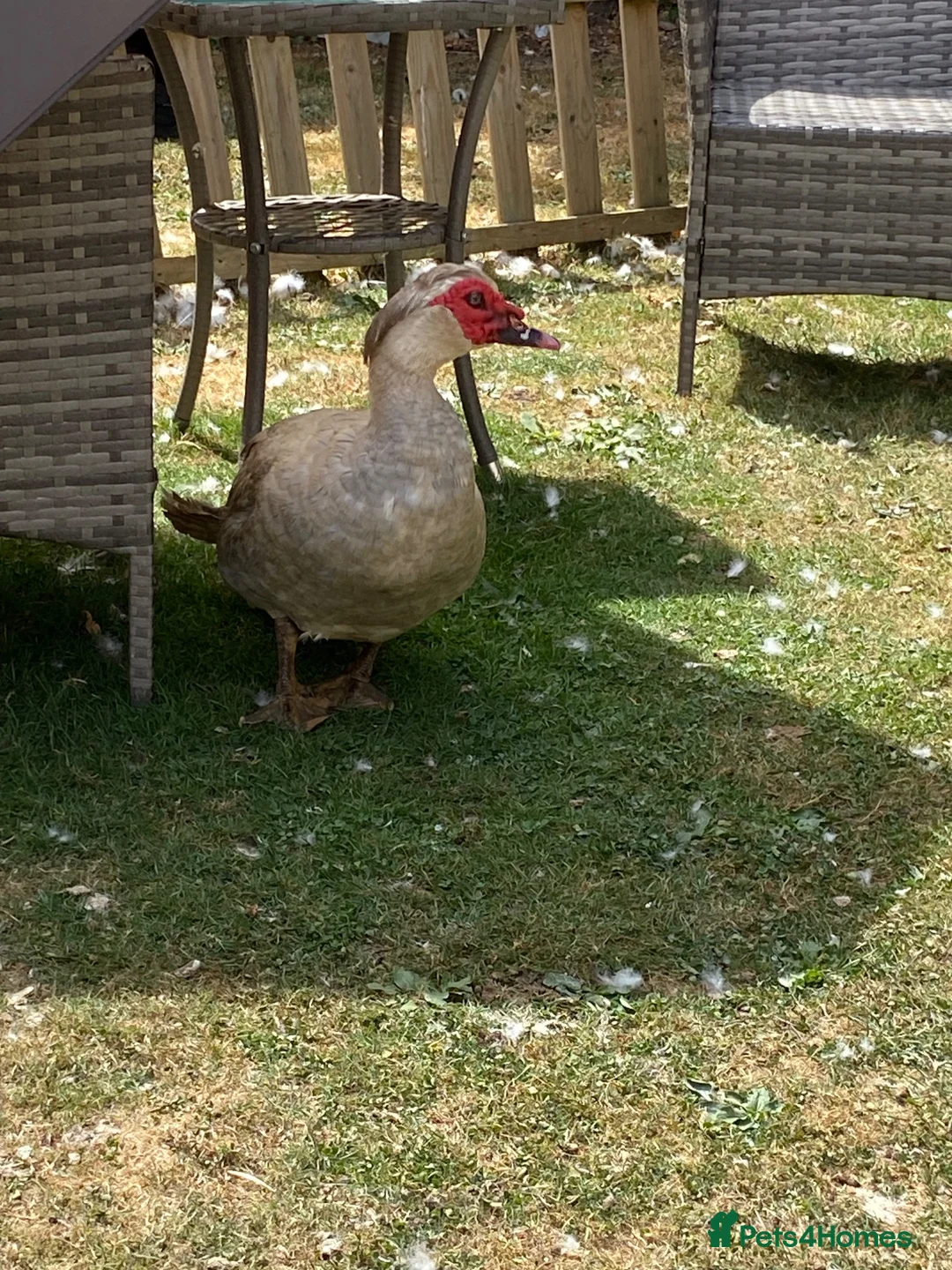 Ducks poultry for sale: Muscovy Drake for re homing  - Advert 3
