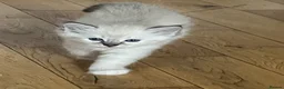 Ragdoll cats for sale: Stunning ragdoll kittens - Advert 17
