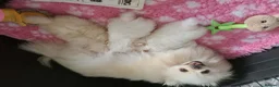 Pomeranian dogs for sale: Stunning KC teddy bear Pomeranian Puppies in Newark - Advert 13
