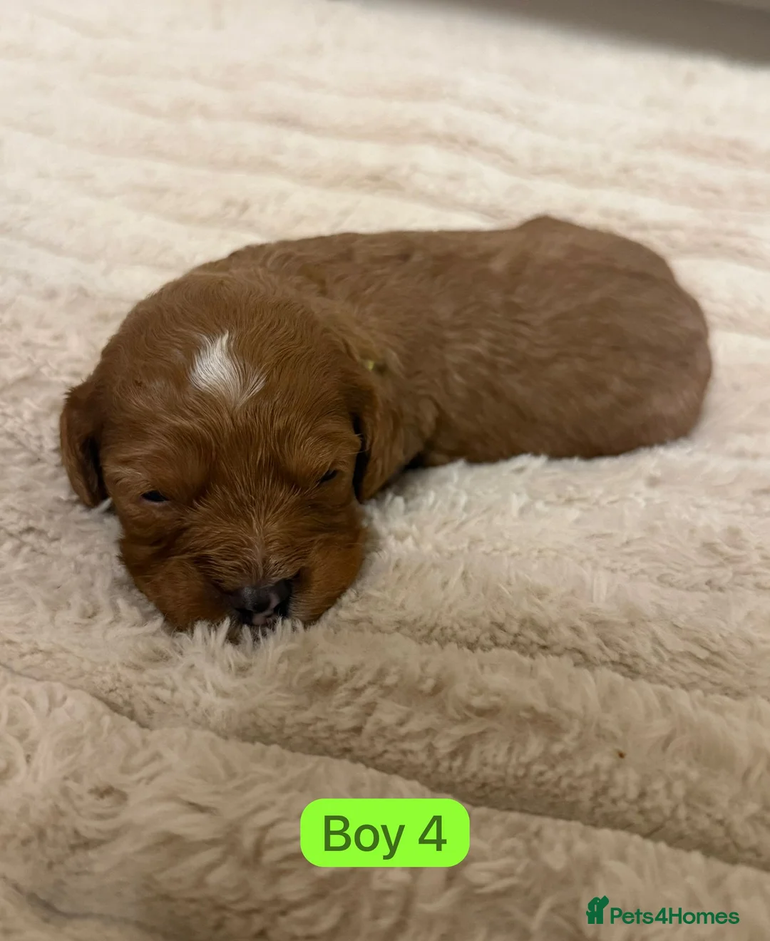 Cavapoo dogs for sale: Cavapoo Puppies - Advert 8