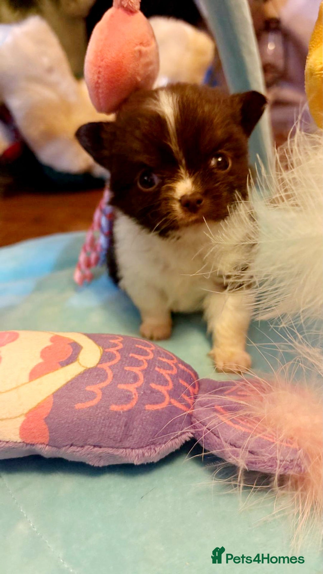 Chihuahua dogs for sale: Beautiful chihuahua babies - Advert 12