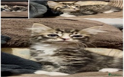 Mixed Breed cats for sale: Lovely kittens ready now  - Image 2
