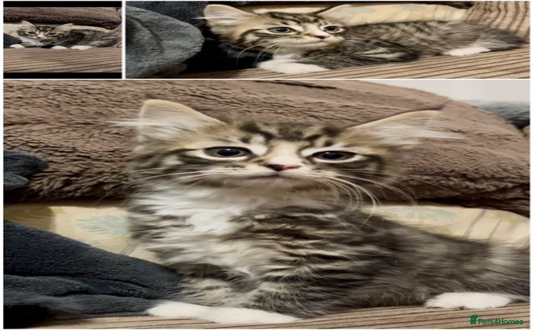 Mixed Breed cats - Advert 6