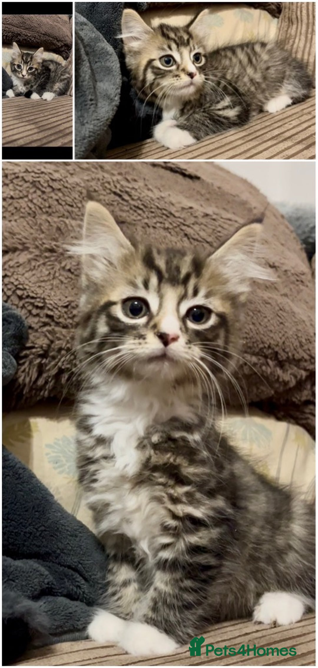 Mixed Breed cats for sale: Lovely kittens ready now  - Image 2