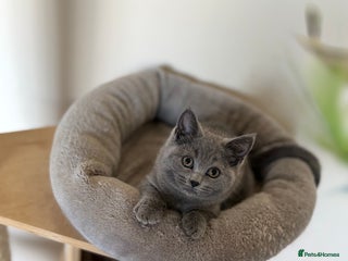 British Shorthair cats - Advert 30