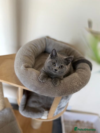British Shorthair cats British shorthair kitten available - Advert 13