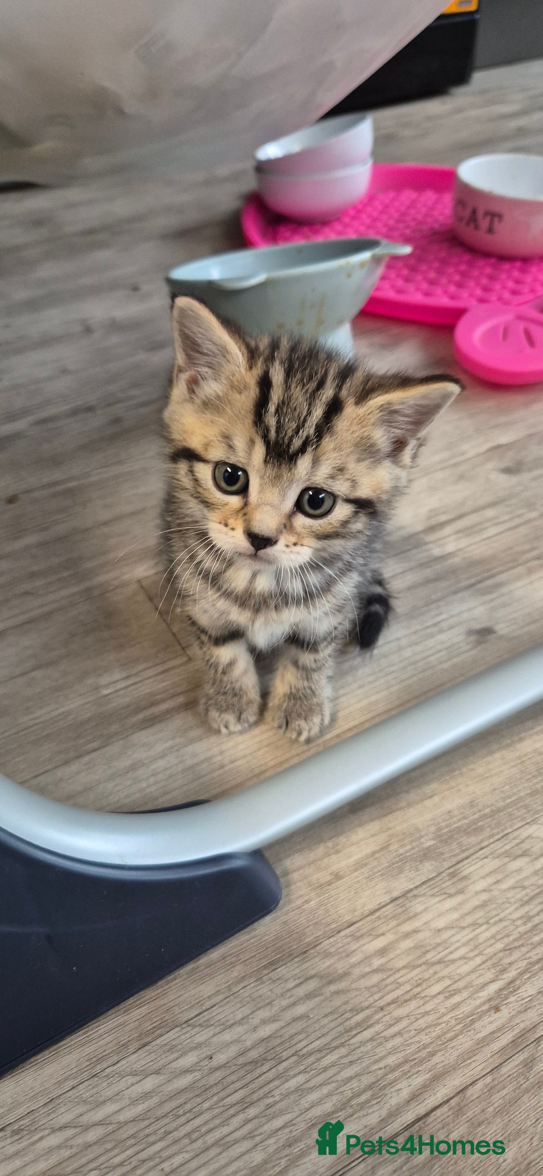 Mixed Breed cats for sale: Tabby/ginger kittens for sale  - Advert 5