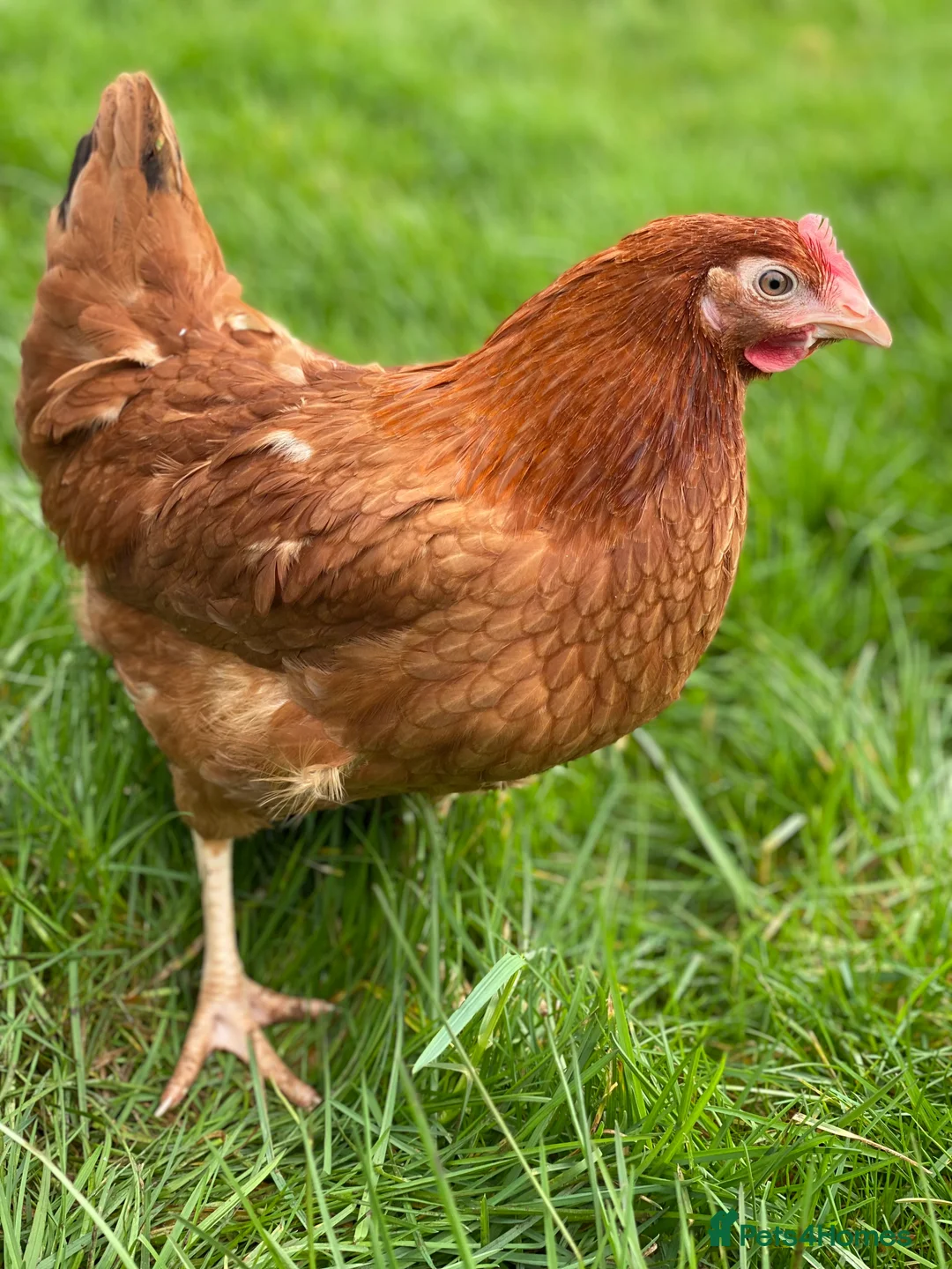 Chickens poultry for sale: Various Point of Lay Female Chickens - Advert 3