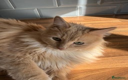 Ragdoll cats for sale: Leo - rehoming - Image 4