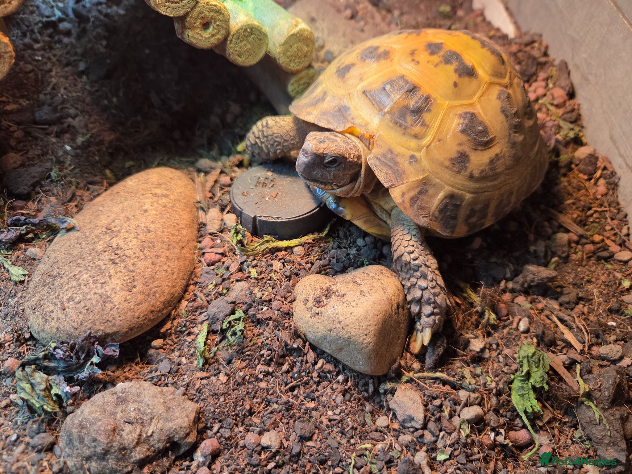 Tortoise reptiles Tortoise named rocky  - Advert 1
