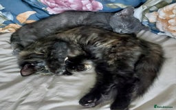 Mixed Breed cats for sale: Beautiful girl needing quiet home as an only pet. - Image 3