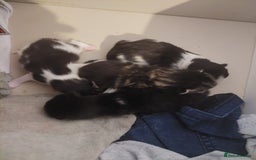 British Shorthair cats for sale: 2 kittens available - Image 4