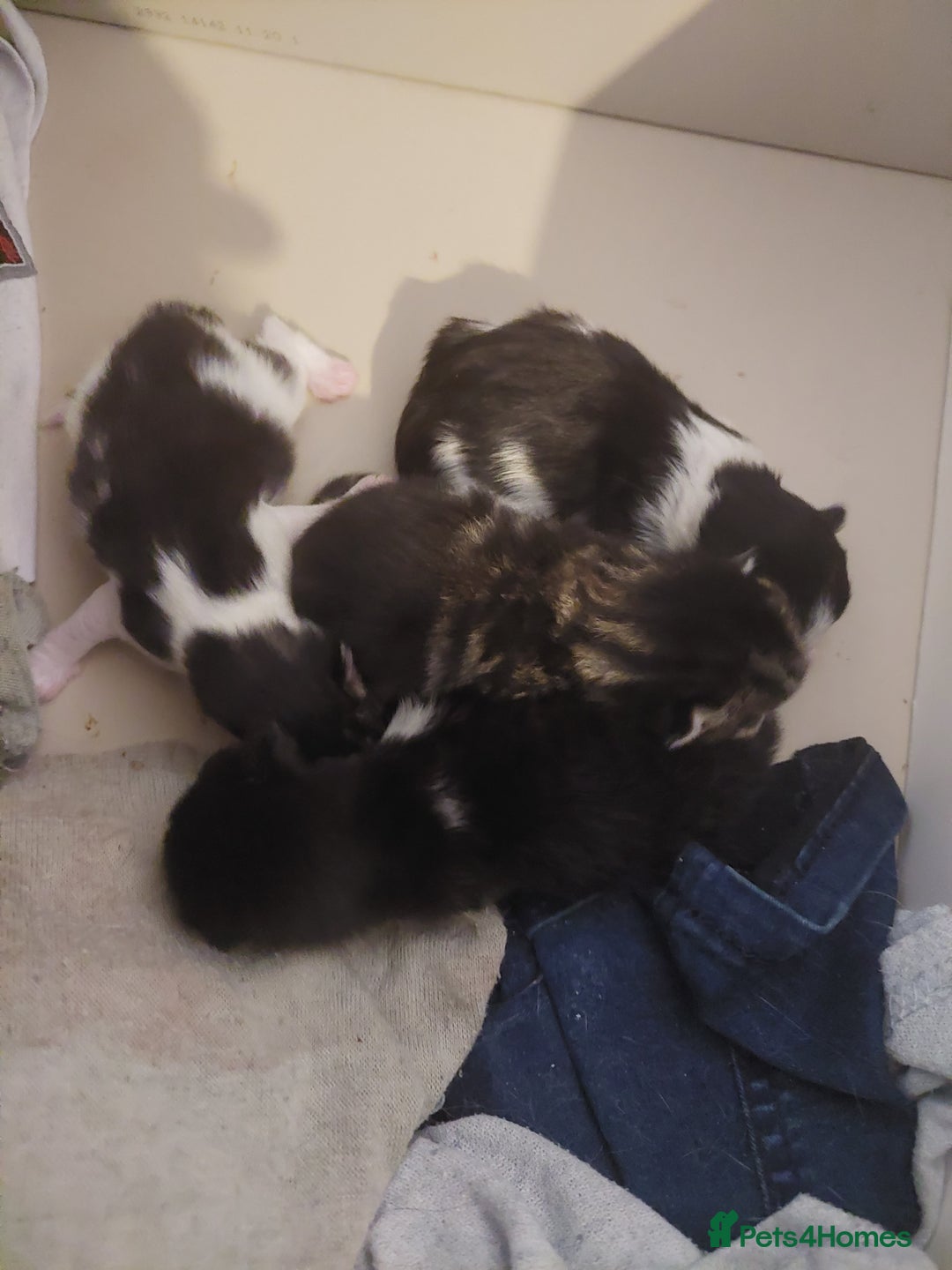 British Shorthair cats for sale: 2 kittens available - Image 4