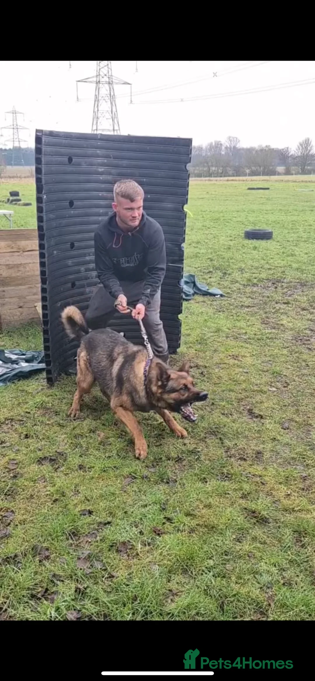 German Shepherd dogs for stud: Working line x show line german shepherd RHAEGAR in Manchester - Advert 4