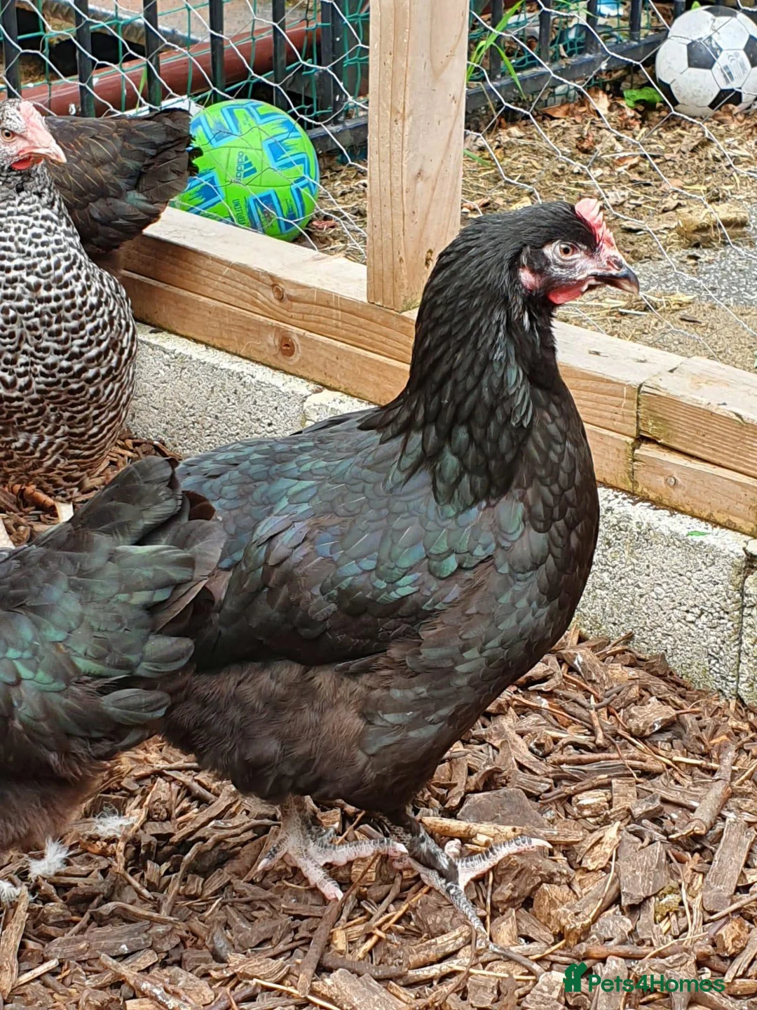 Chickens poultry for sale: Chickens for sale  - Advert 8