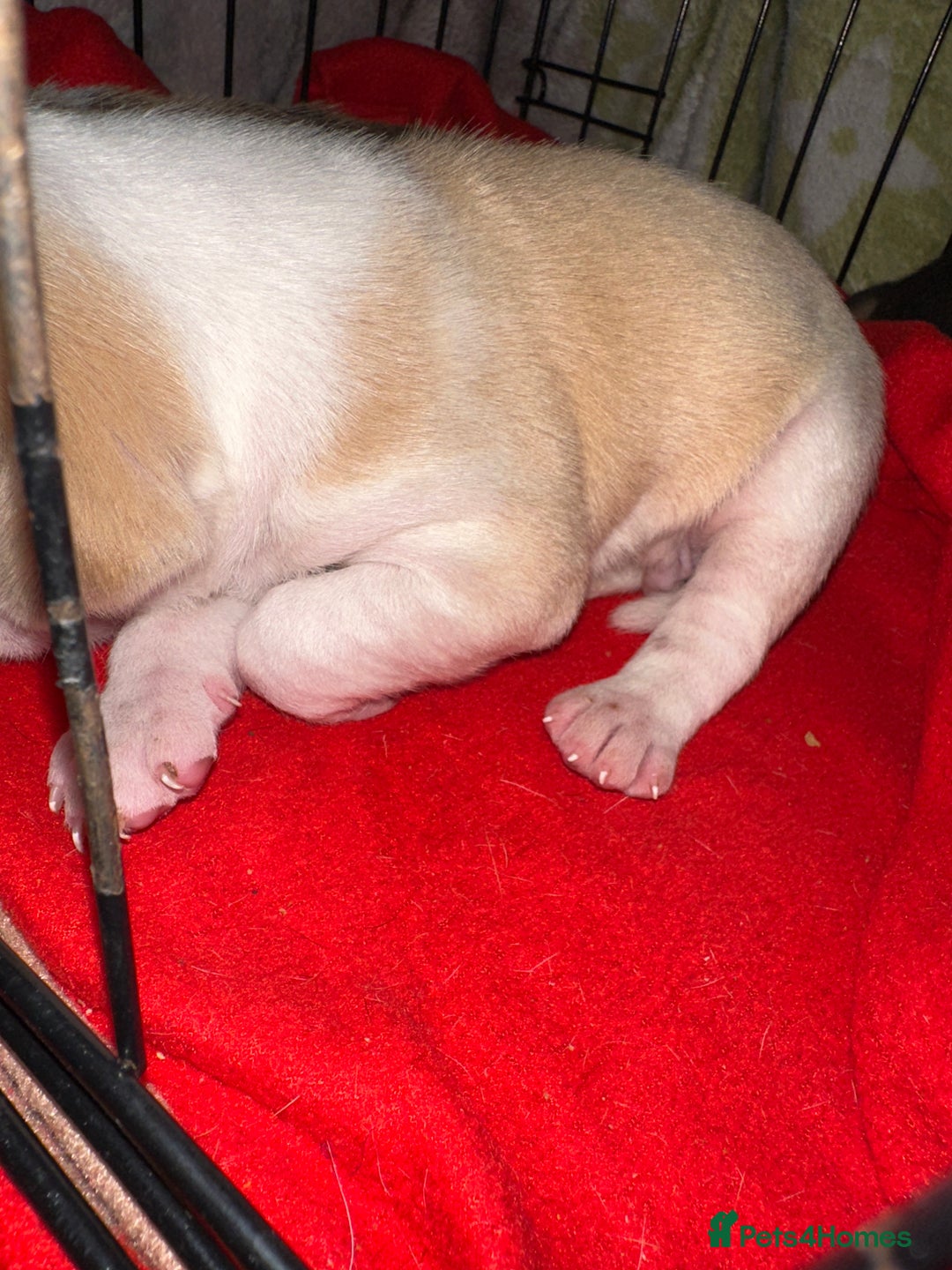 Mixed Breed dogs for sale: Beagle / pocket bully puppies  - Advert 14