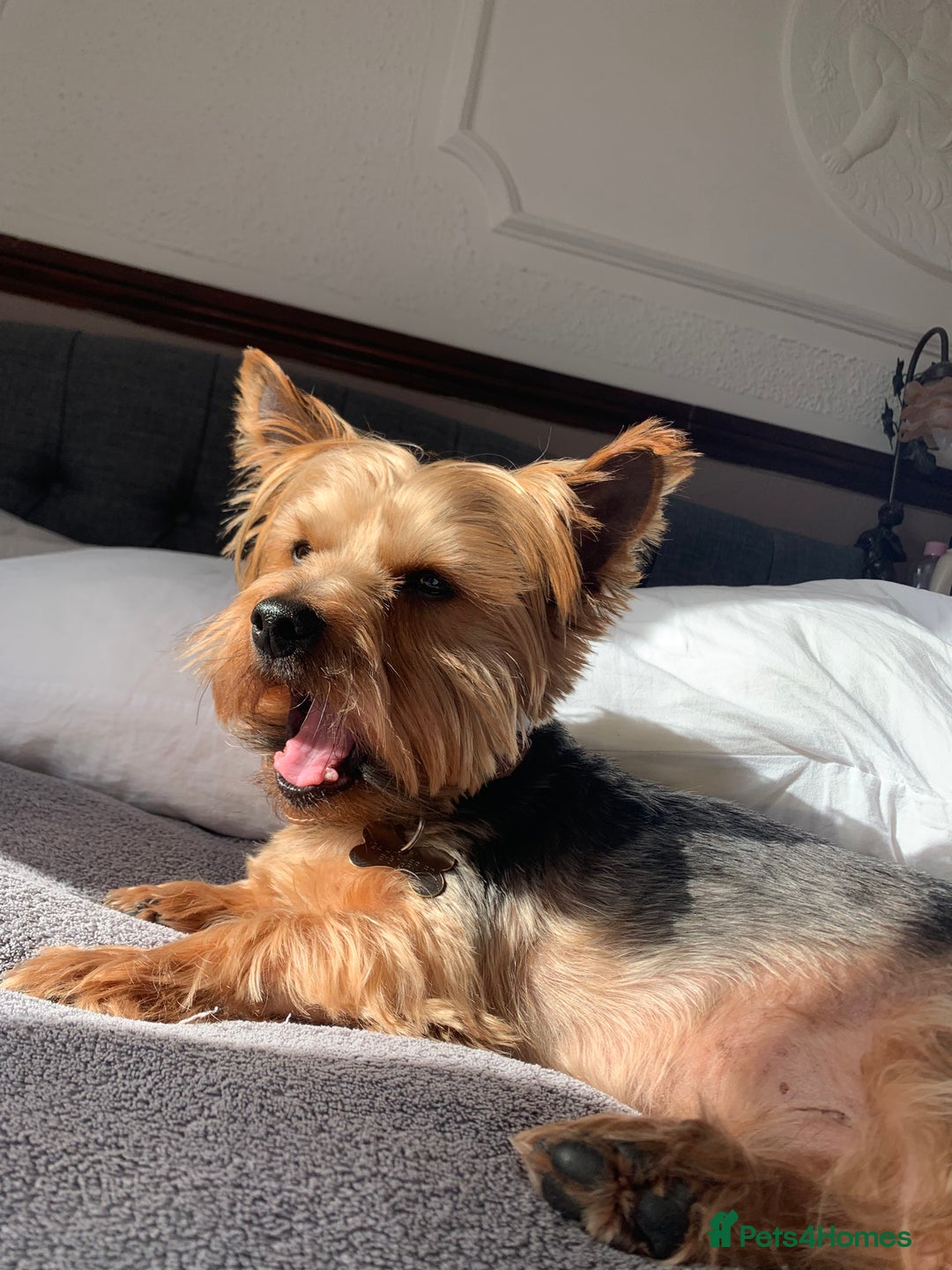Yorkshire Terrier dogs for sale: Endearing Yorkie Looking for a New Home - Advert 4
