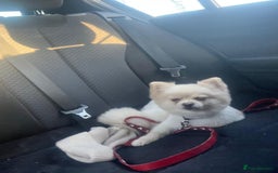 Pomeranian dogs for sale: Lovely girl Pom needs rehoming  - Advert 4