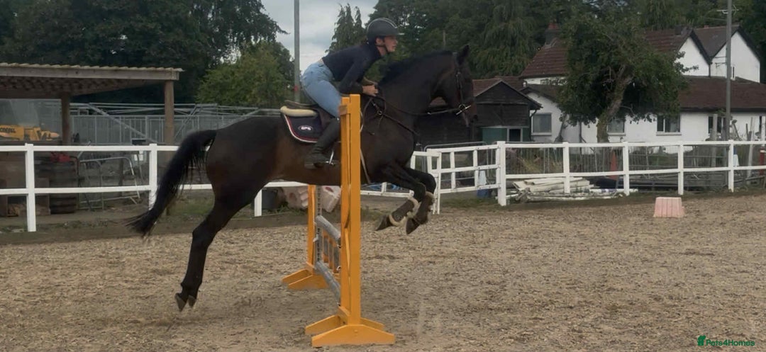 English Thoroughbred horses for sale: Super Sally by name and nature  - Image 5