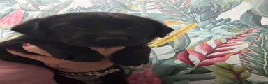 Labrador Retriever 3