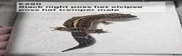 Leopard Gecko reptiles for sale: Black night leopard geckos  - Advert 17