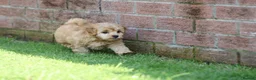Cavapoochon dogs for sale: CAVAPOOCHON PUPPIES FOR SALE - Advert 27