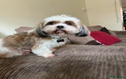 Mixed Breed dogs for sale: Murphy  - Image 4