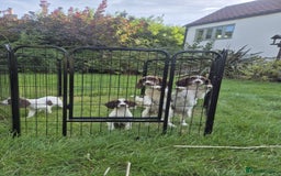 English Springer Spaniel dogs for sale: KC Reg FTCH English Springer Spaniel Puppies  - Image 8