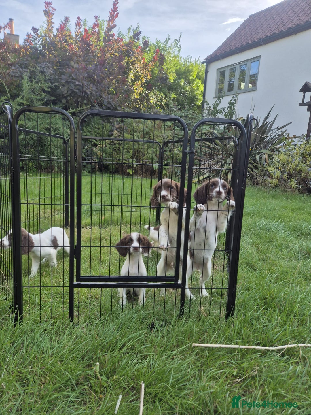 English Springer Spaniel dogs for sale: KC Reg FTCH English Springer Spaniel Puppies  - Image 8